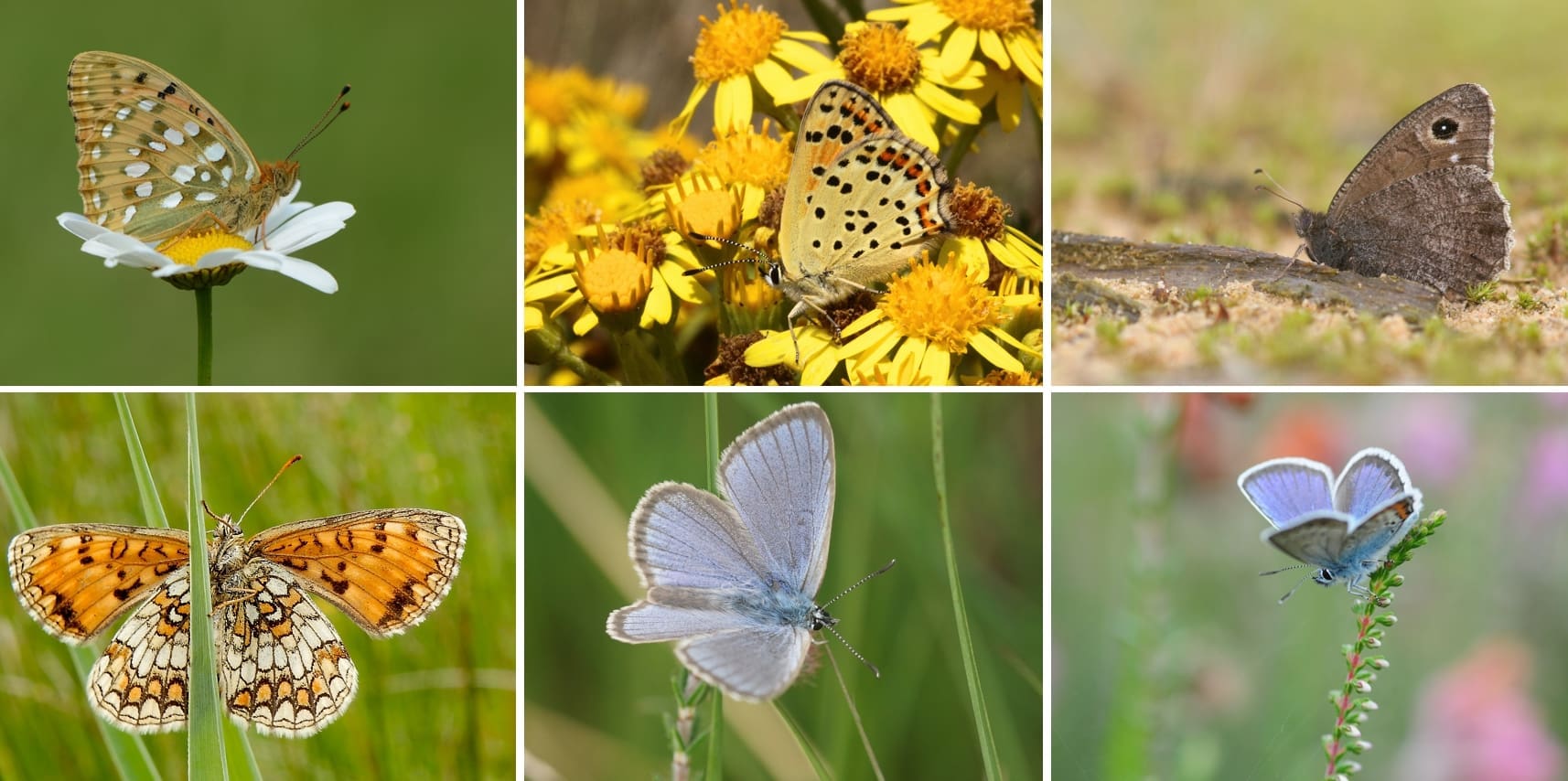 Annika Vermaat, Chris van Swaay, Albert Vliegenthart en Kars Veling